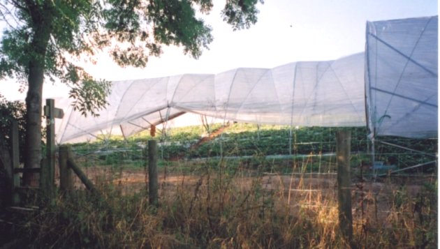 polytunnels.across.footpath.small.jpg (88962 bytes)