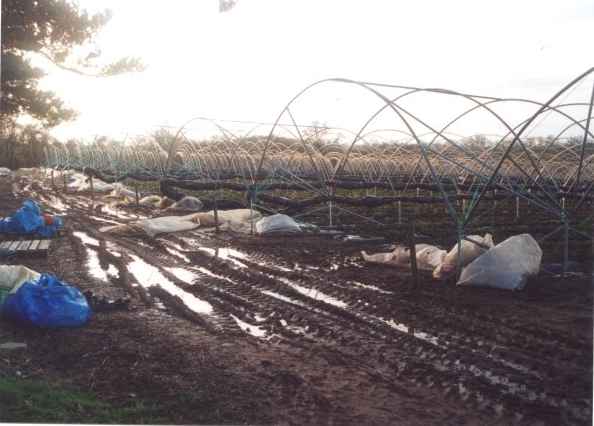 polytunnel rubbish.jpg (24937 bytes)